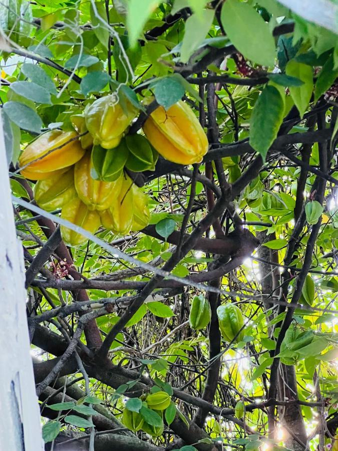 3Bdrm Fruit Tree Home Near Downtown Orlando Eksteriør billede